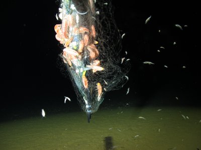 彩虹鱼1号着陆器水下10890米实拍深海生物聚集