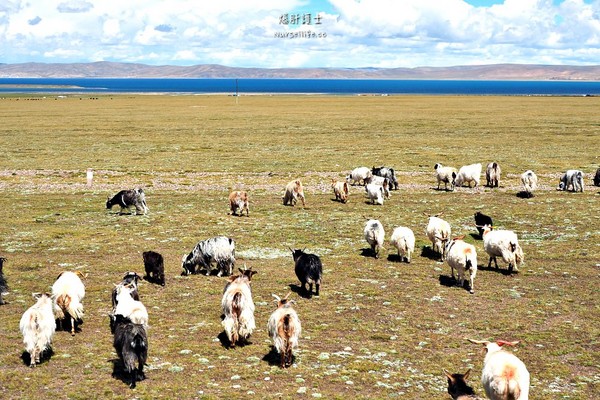 ▲中国西藏旅游。（图／爆肝护士提供）