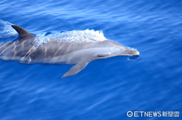 东管处今年委托中华鲸豚协会于7月至12月举办“海面上，海面下”系列活动，推出海洋生态特色游程。（图／东管处提供）