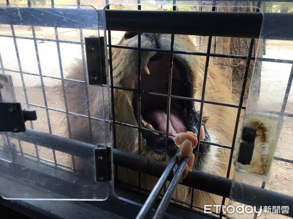 ▲群马野生动物园“叉肉喂狮子”　舌头都要伸进铁窗了！（图／记者严云岑摄）。
