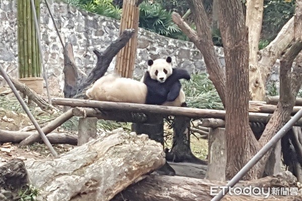 四川熊猫乐园。（图／记者黄琬茹摄）