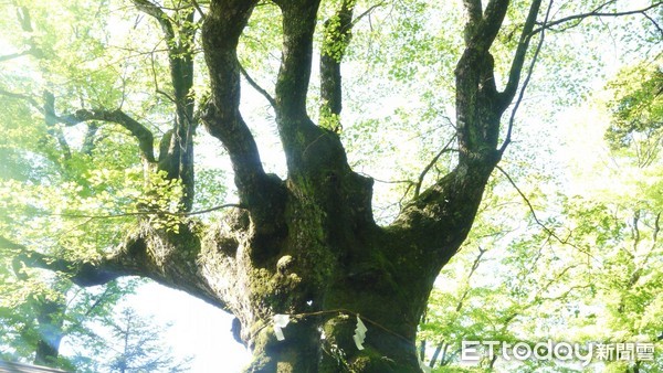 ▲轻井泽熊野皇大神社提供850信浓树。（图／熊野皇大神社提供）
