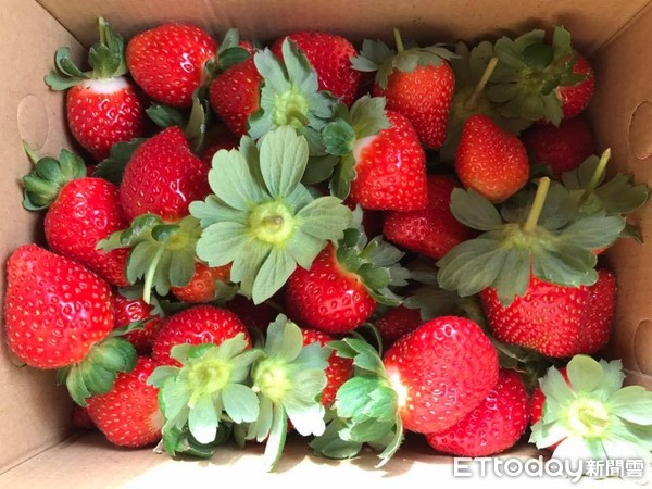 ▲草莓园,草莓。（图／翻摄自清香休闲农场粉丝专页）
