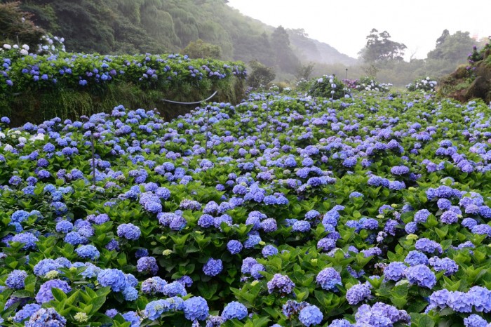 【花都开好了】全台绣球花景点大公开，有3个在台北！
