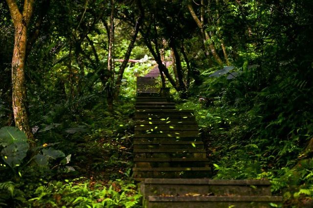 【亲子旅游】免费赏萤秘境：和美山步道