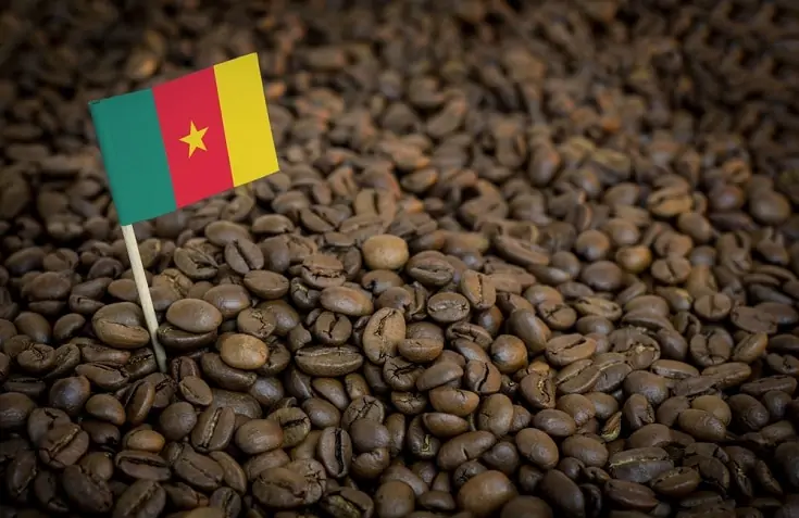 Cameroon-coffee_Shutterstock_BERMIX-STUDIO