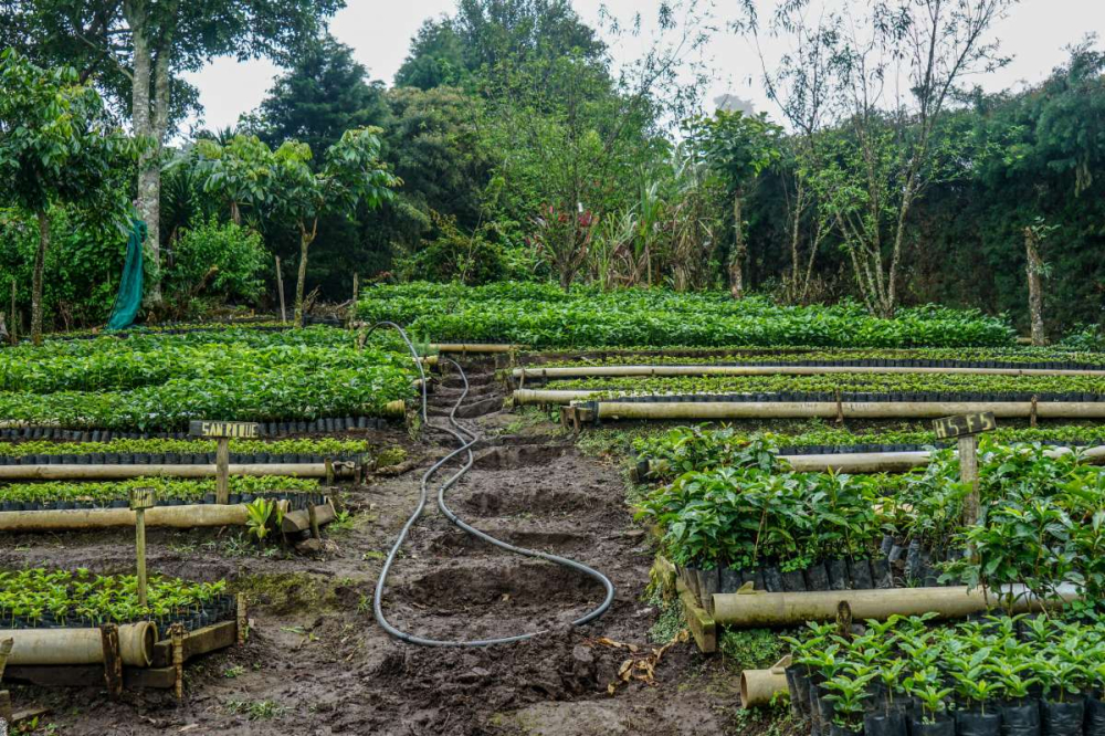 哥斯达黎加种植园