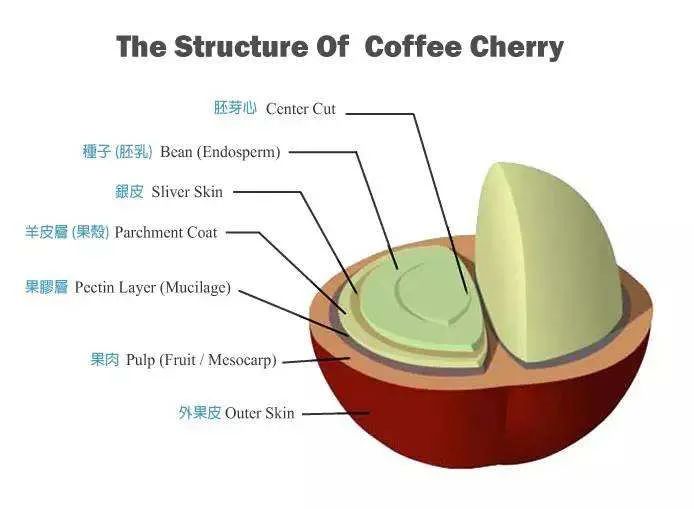 咖啡豆建模图